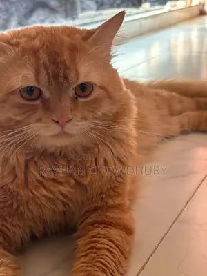 3-6 Months Male Purebred Persian