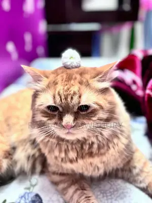 3-6 Months Male Purebred Persian