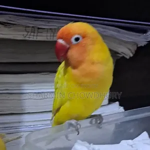 Love Bird. Tamed. Price Can Be Negotiated
