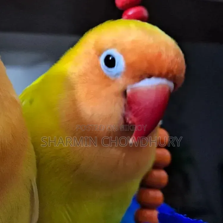 Love Bird. Tamed. Price Can Be Negotiated