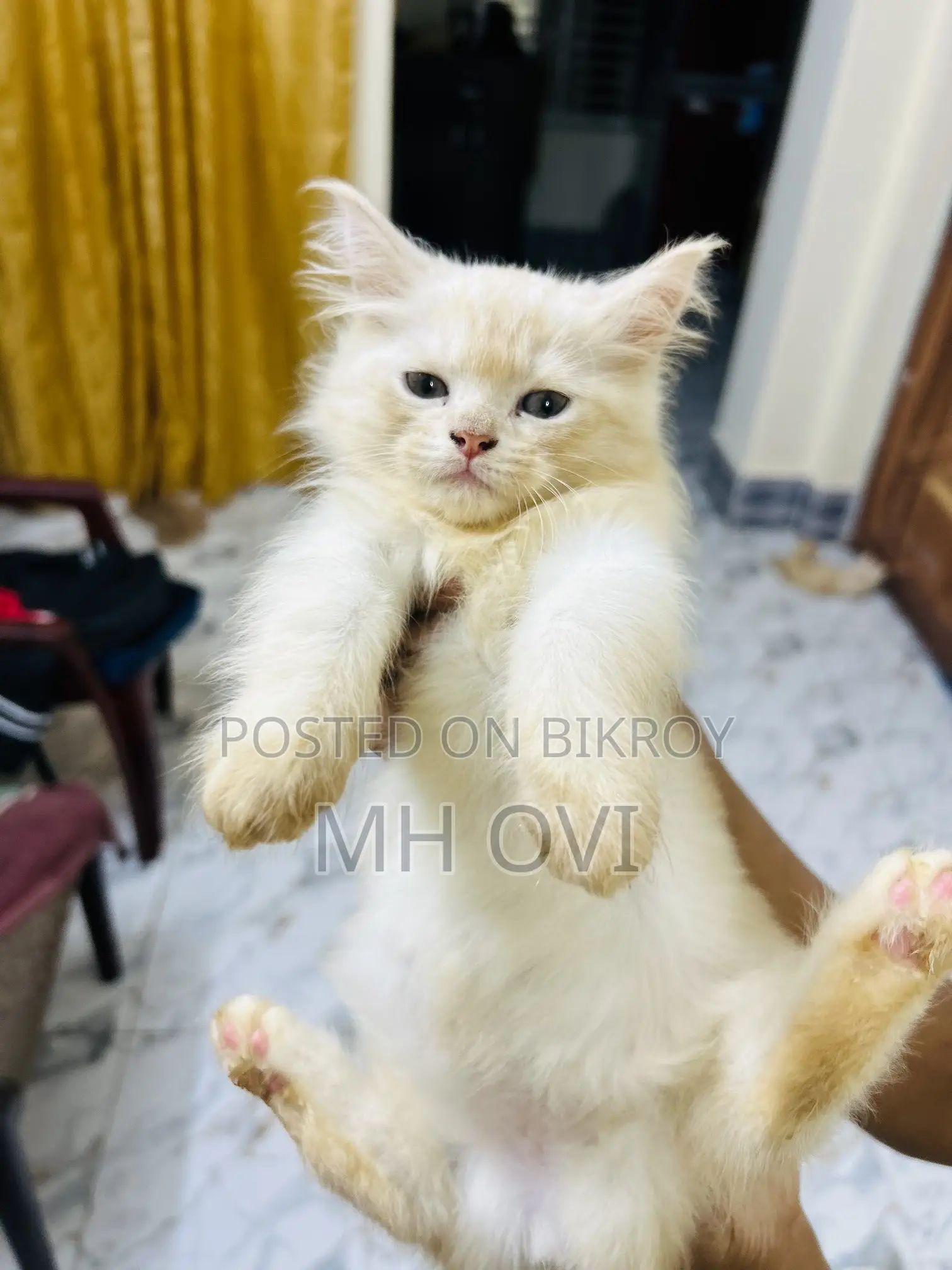 1-3 Months Female Purebred Persian