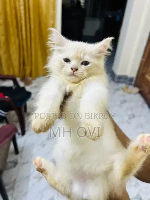 1-3 Months Female Purebred Persian