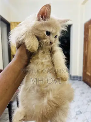 1-3 Months Female Purebred Persian