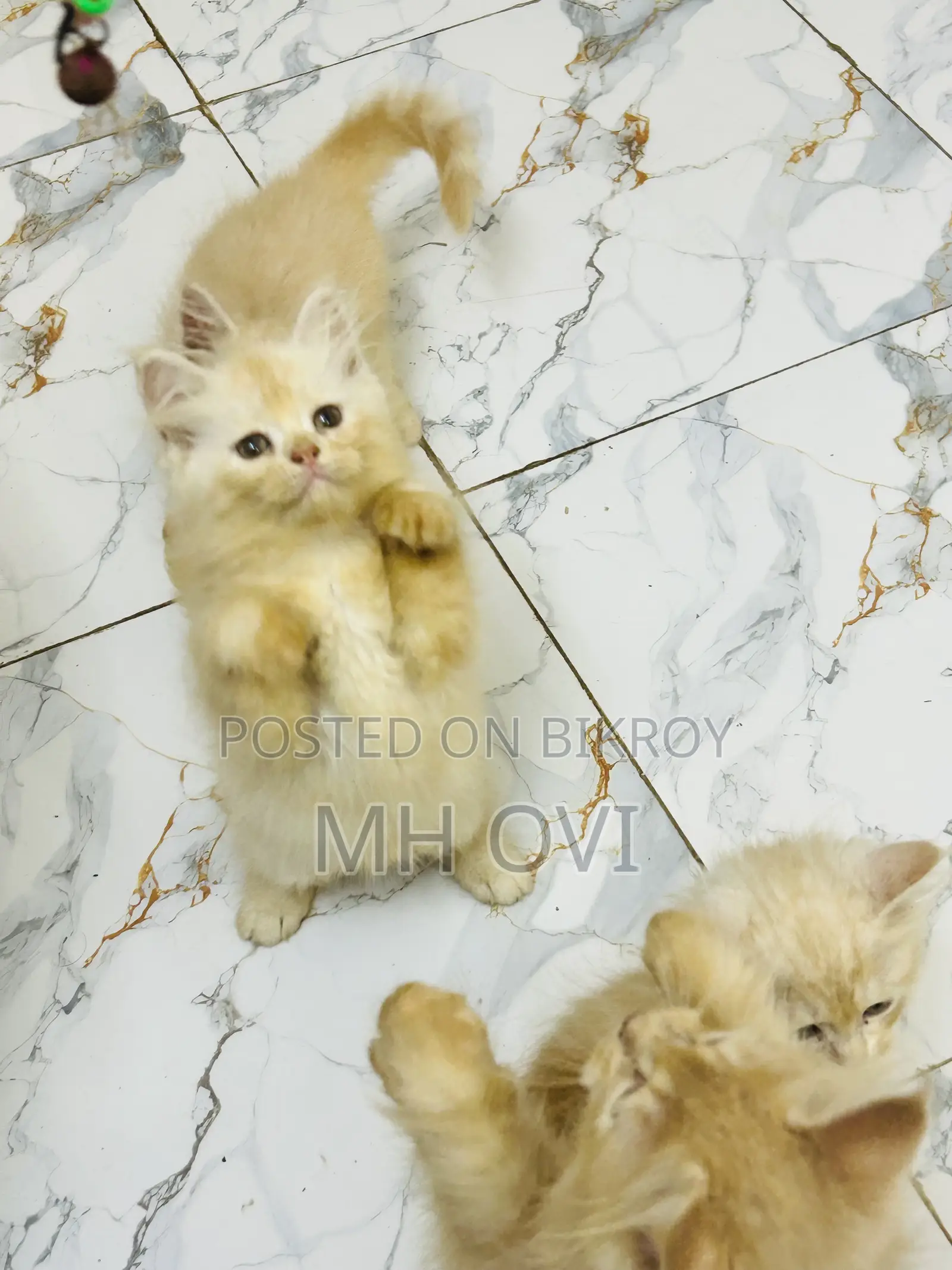 1-3 Months Female Purebred Persian
