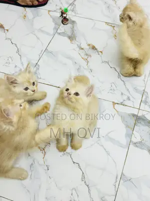 1-3 Months Female Purebred Persian