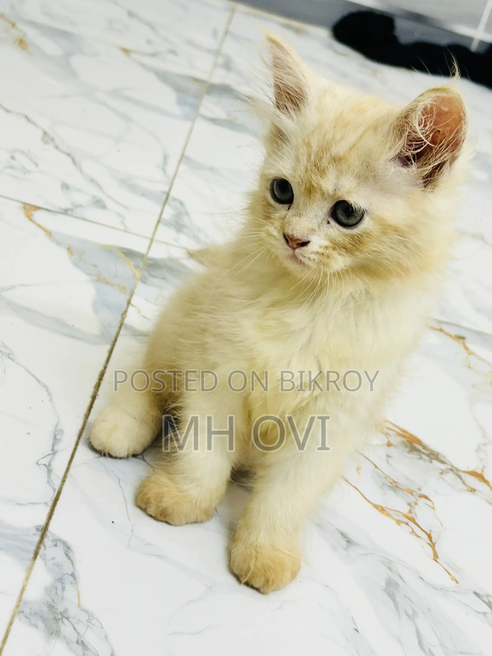 1-3 Months Female Purebred Persian