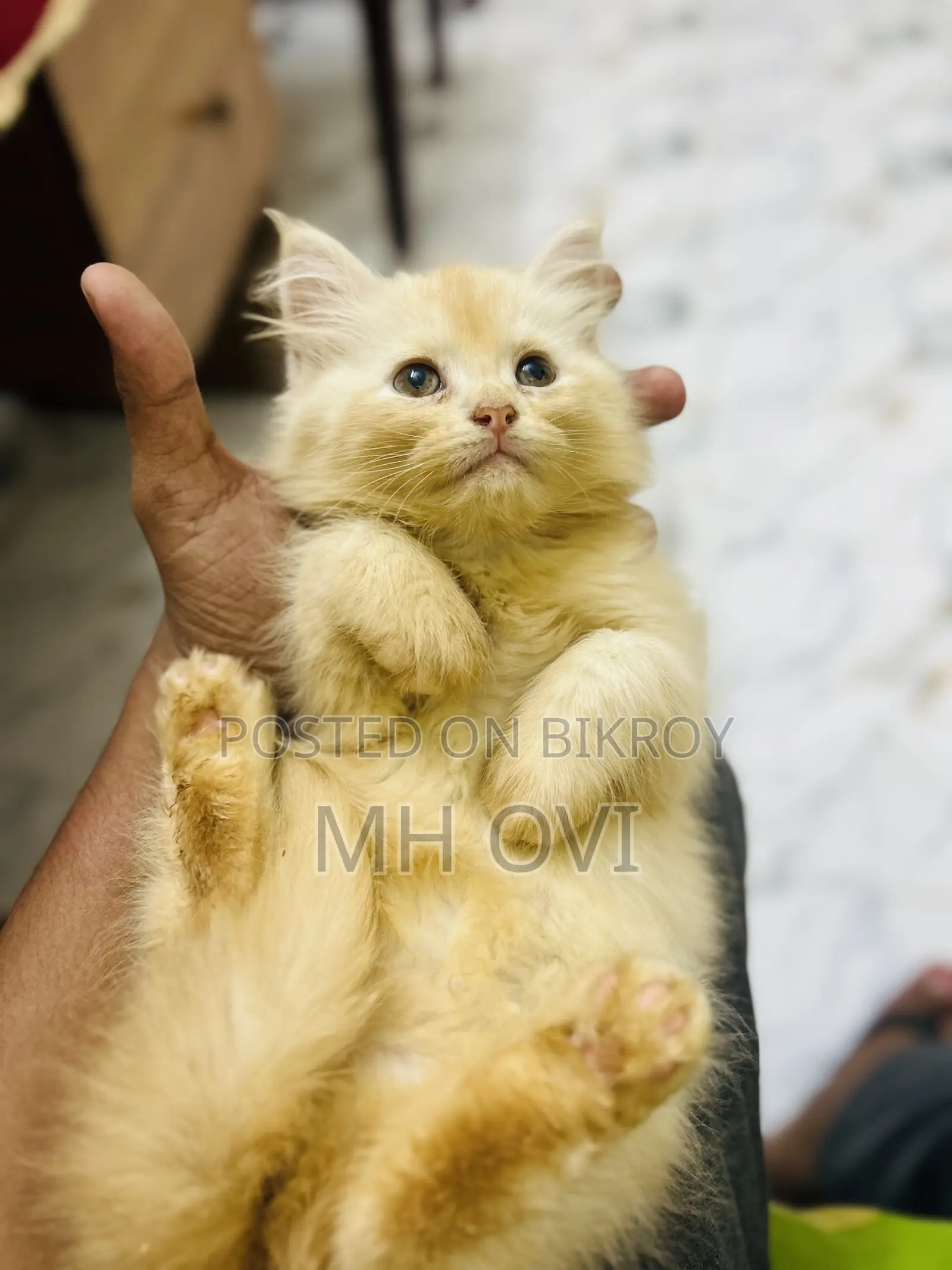 1-3 Months Female Purebred Persian