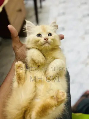 1-3 Months Female Purebred Persian