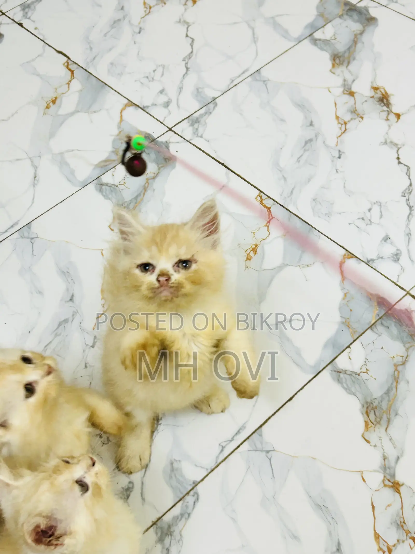 1-3 Months Female Purebred Persian
