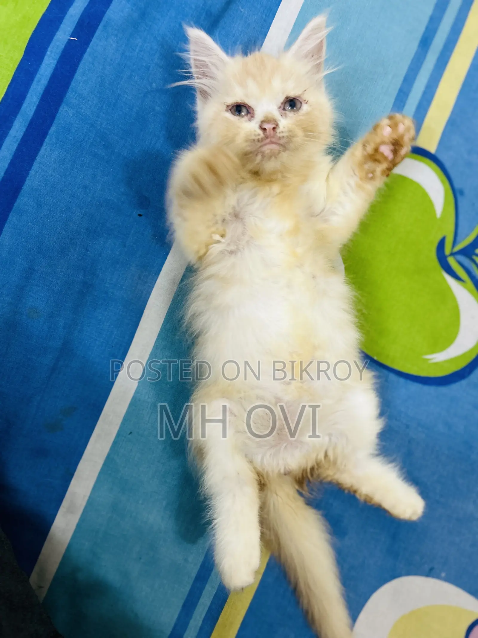 1-3 Months Female Purebred Persian