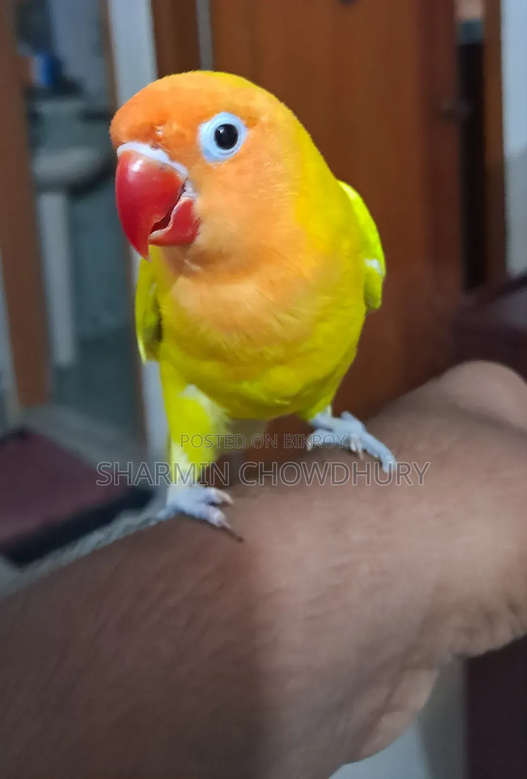 Love Bird. Tamed. Price Can Be Negotiated