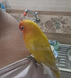 Love Bird. Tamed. Price Can Be Negotiated