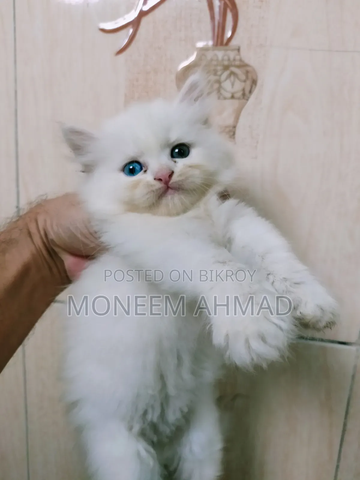 1-3 Months Female Purebred Persian