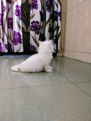 1-3 Months Female Purebred Persian