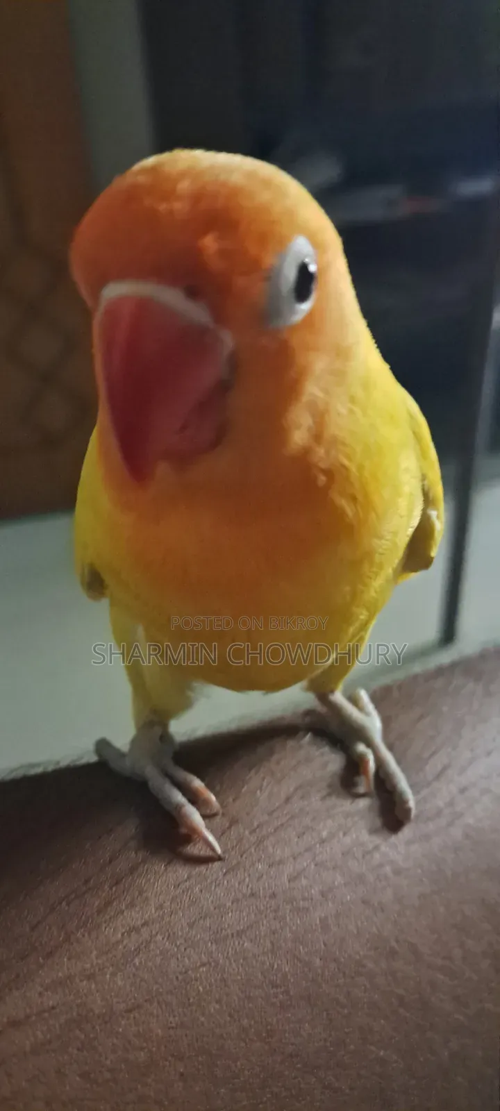 Love Bird. Tamed. Price Can Be Negotiated