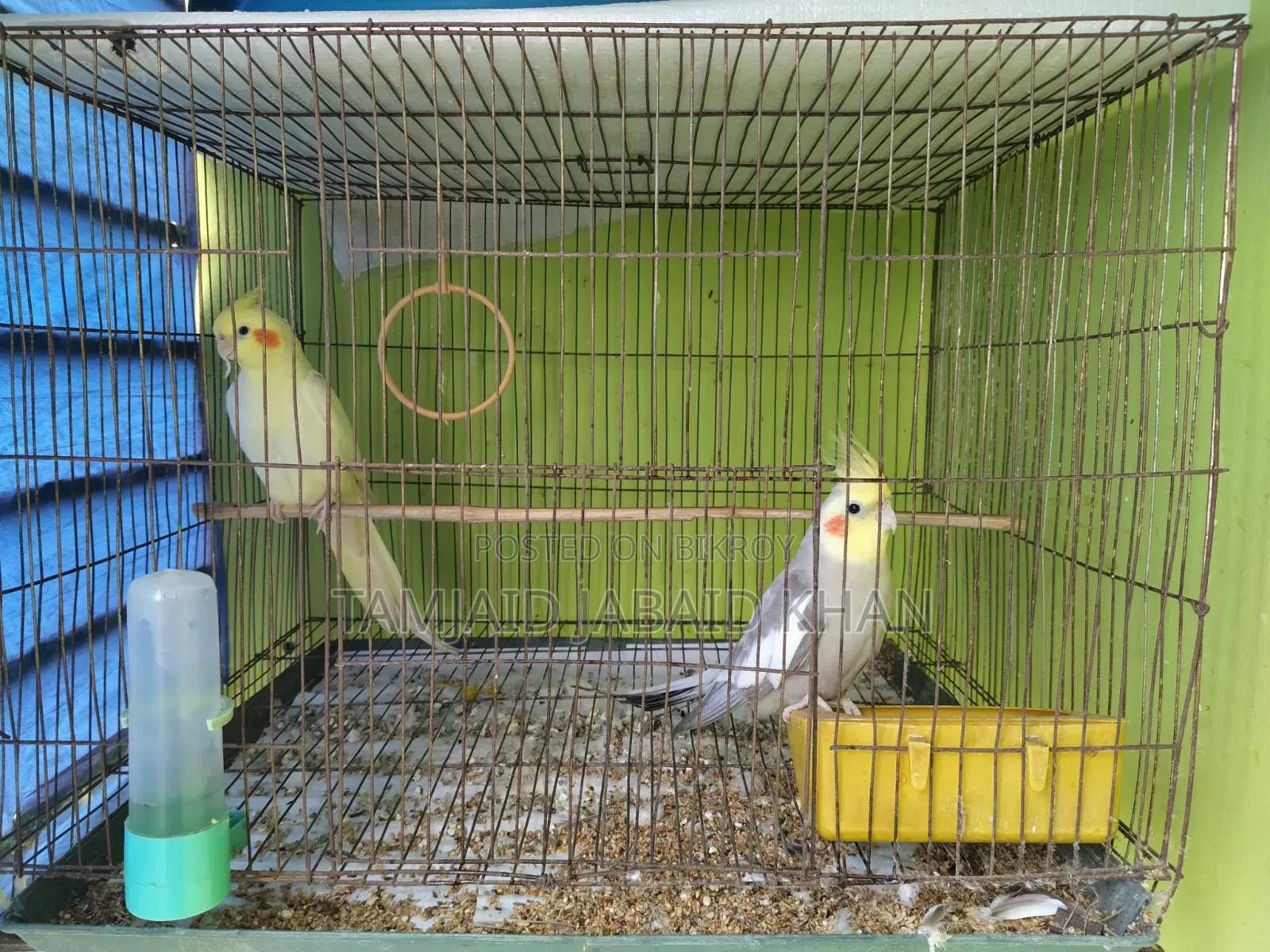 Budgerigar and Cockatiel Birds for Sale