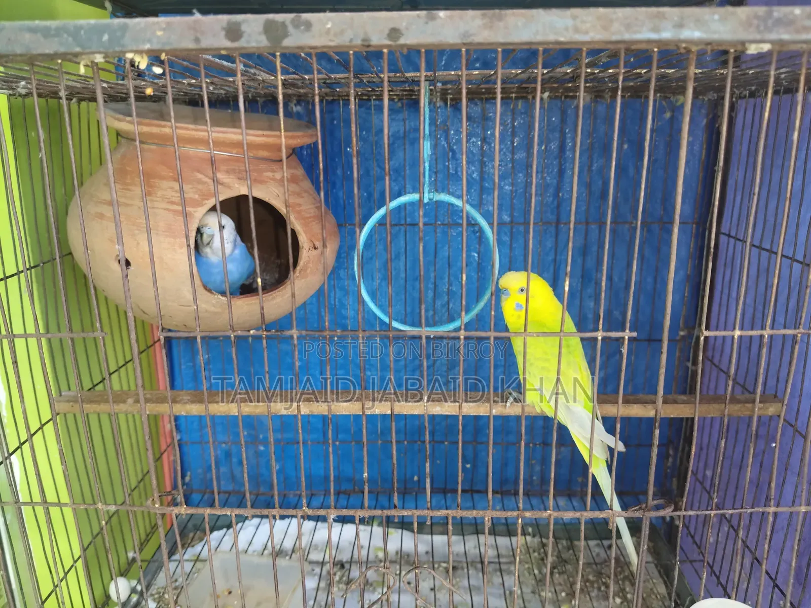 Budgerigar and Cockatiel Birds for Sale