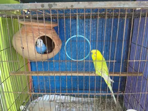 Budgerigar and Cockatiel Birds for Sale
