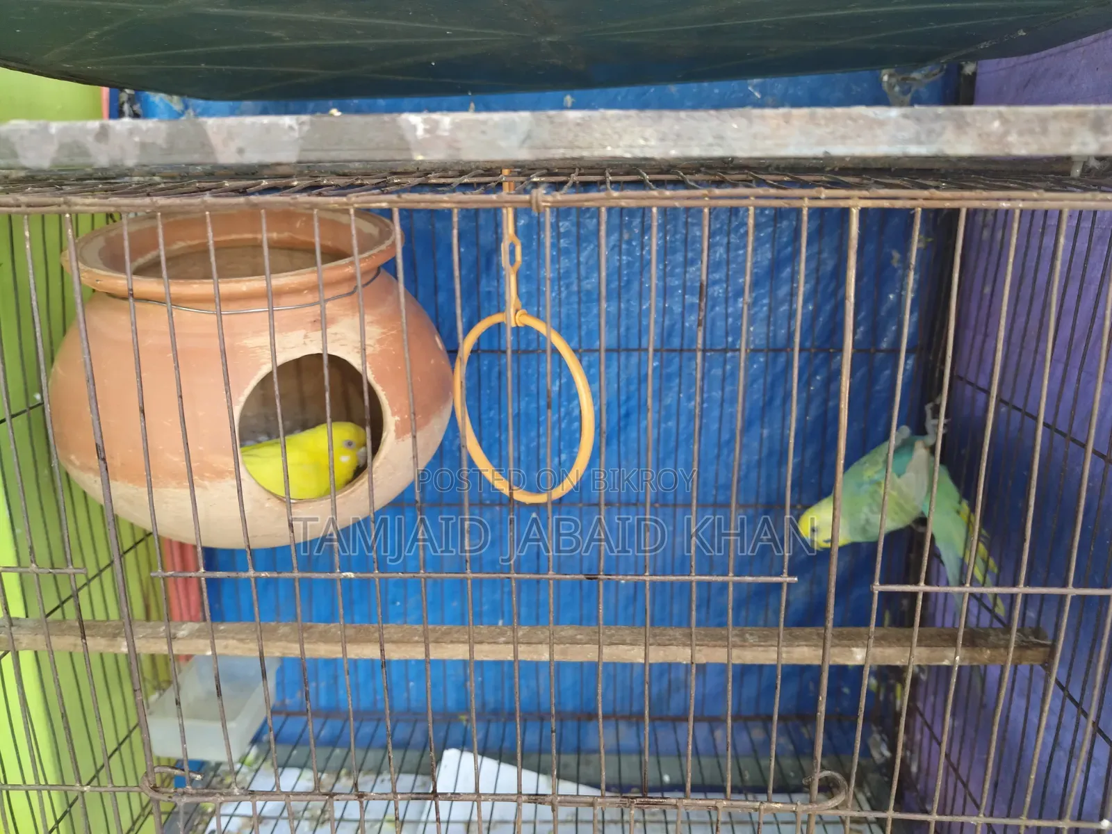 Budgerigar and Cockatiel Birds for Sale