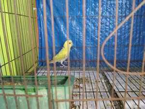 Budgerigar and Cockatiel Birds for Sale