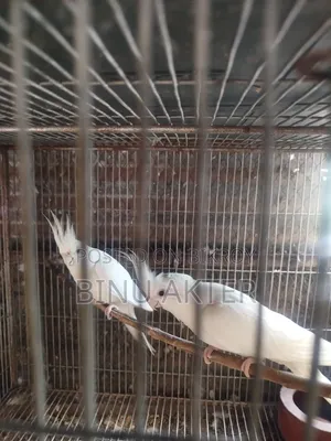 Cockatiel with Chicks