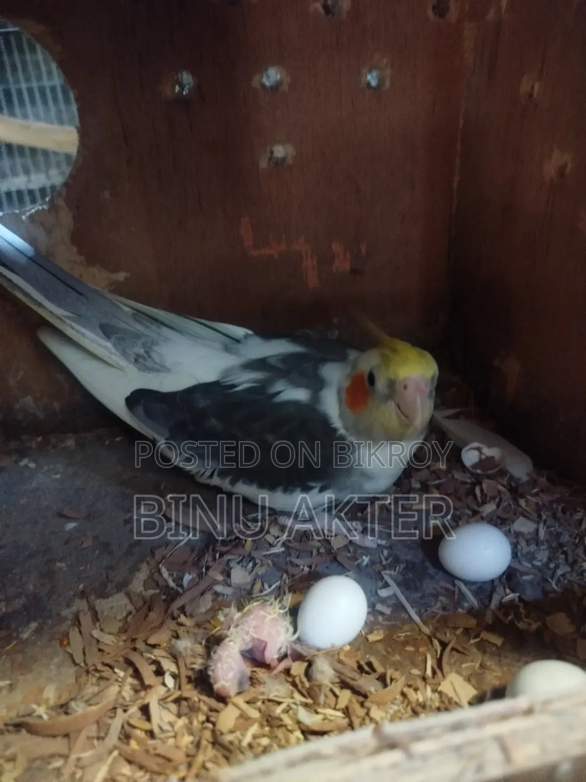 Cockatiel with Chicks