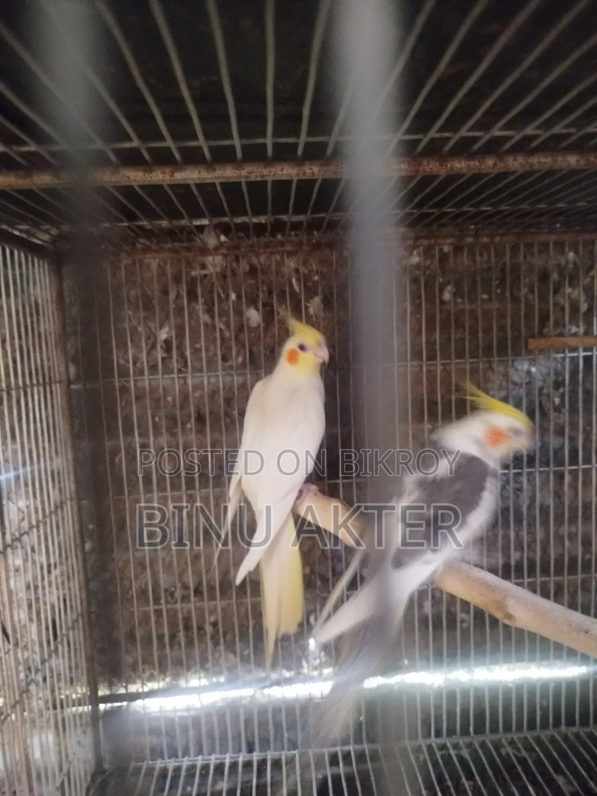 Cockatiel with Chicks