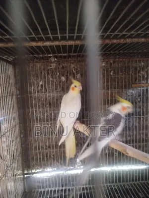 Cockatiel with Chicks