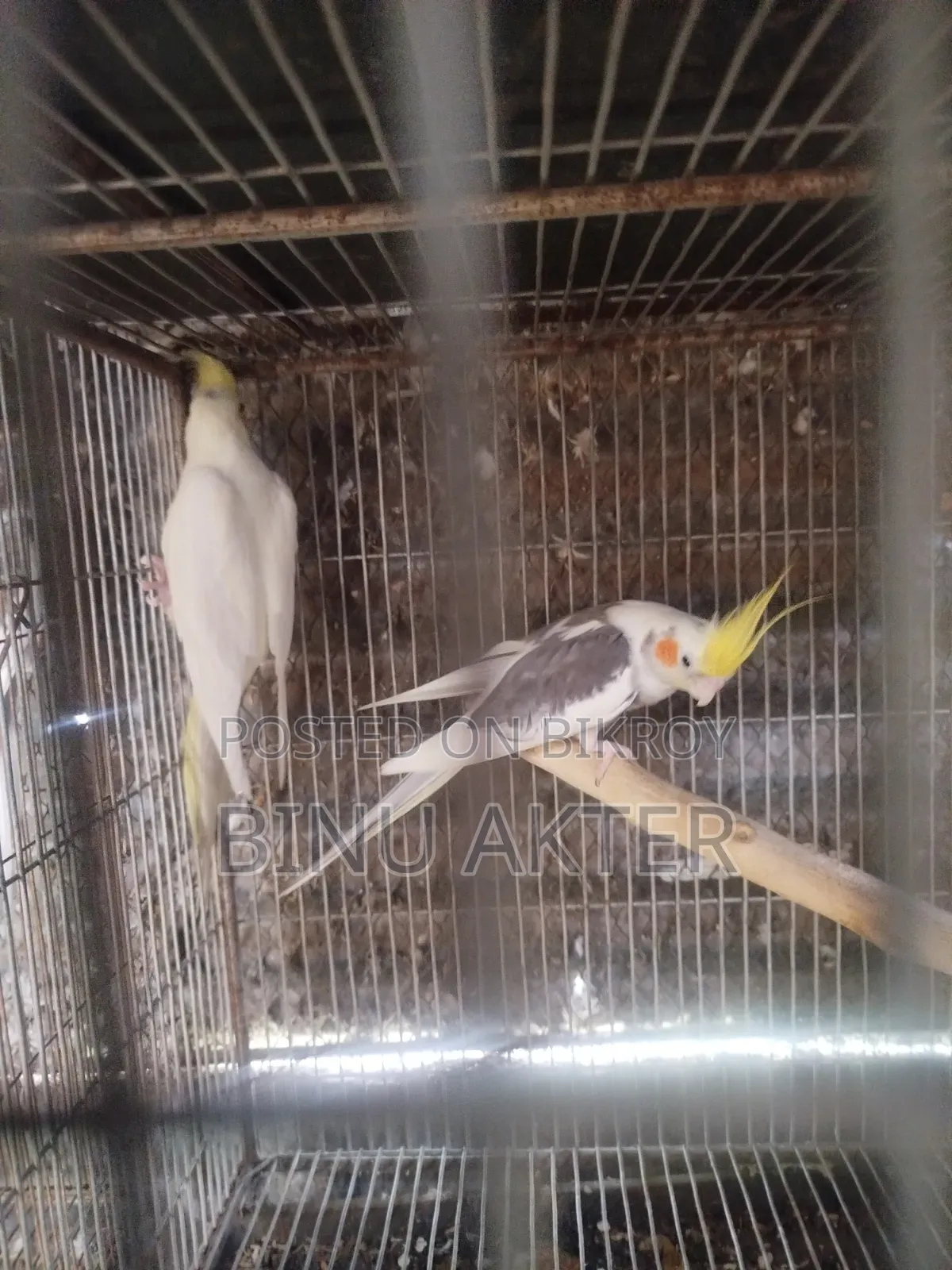 Cockatiel with Chicks