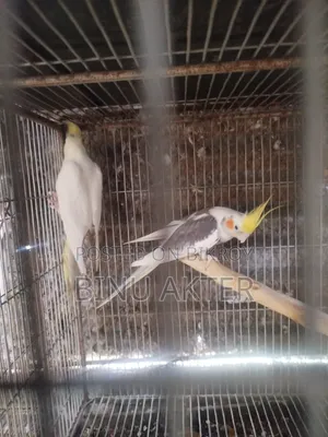 Cockatiel with Chicks