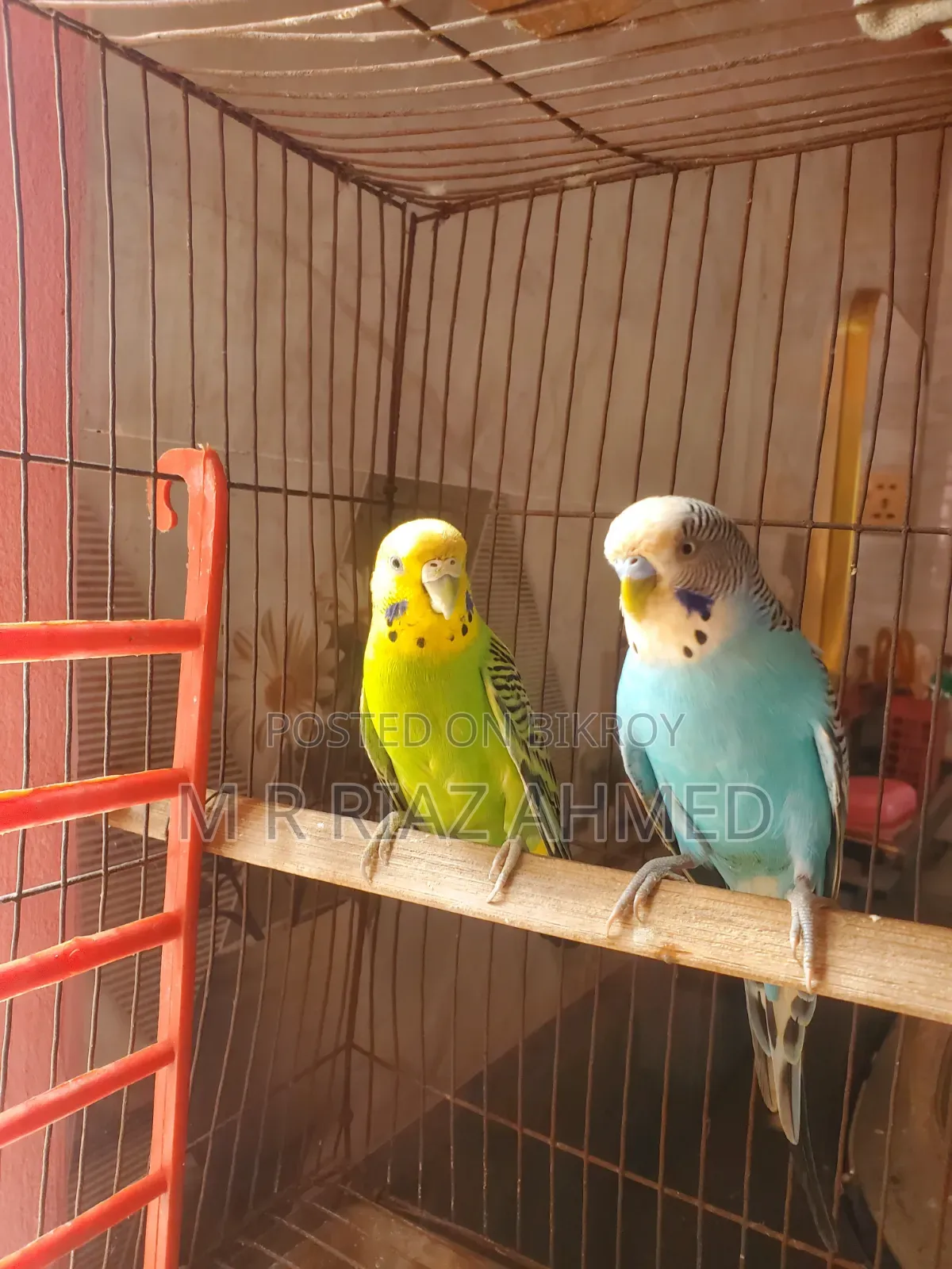 Budgie bird master breeding pair