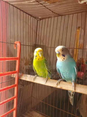 Budgie bird master breeding pair