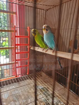 Budgie bird master breeding pair