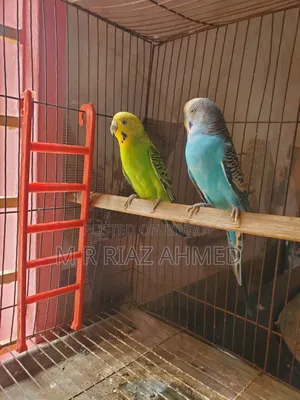 Budgie bird master breeding pair