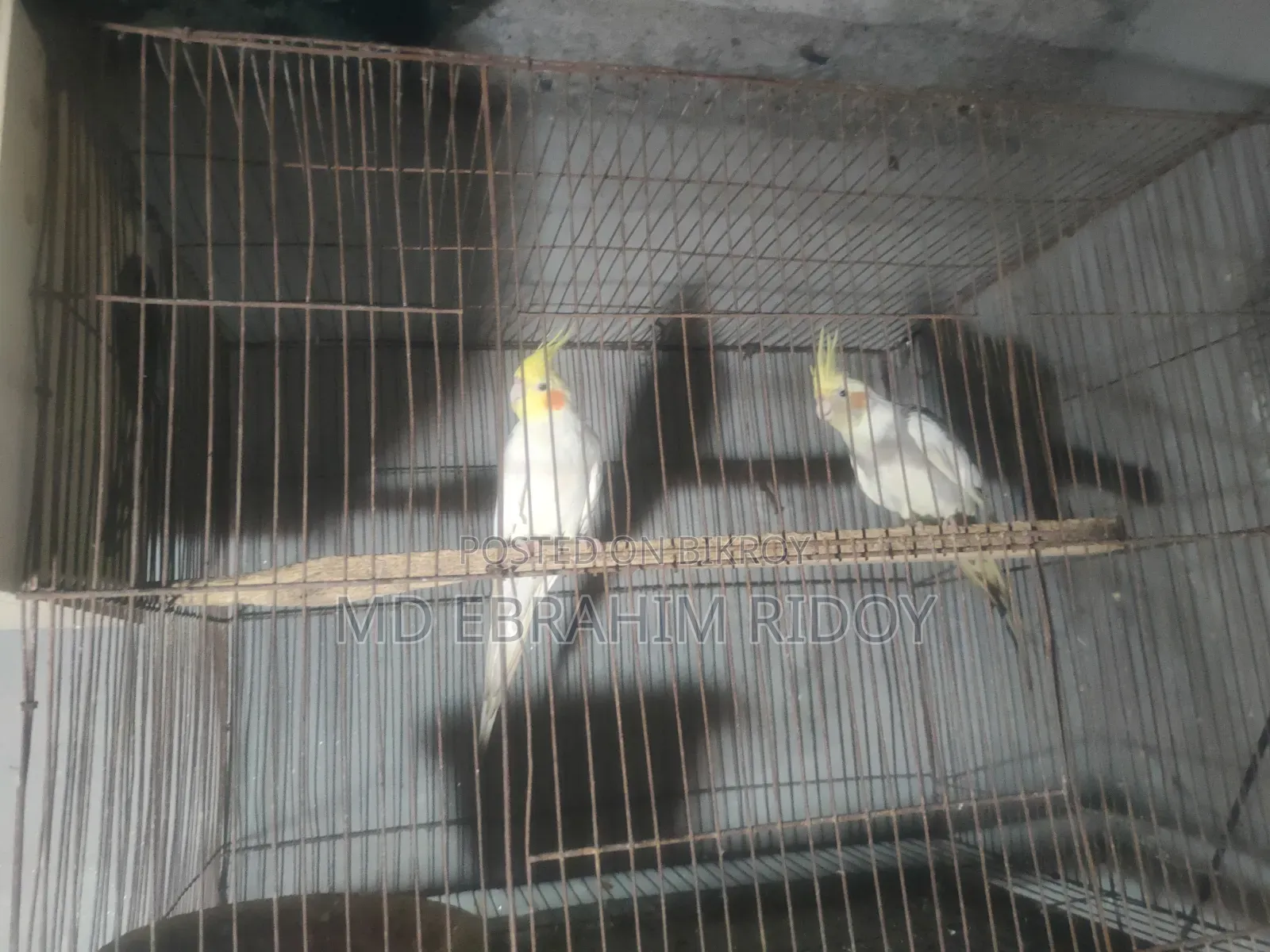 Cockatiel Bird