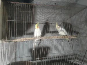 Cockatiel Bird