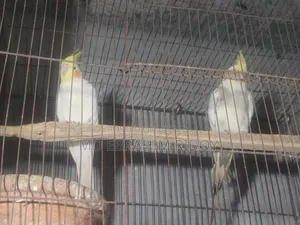 Cockatiel Bird