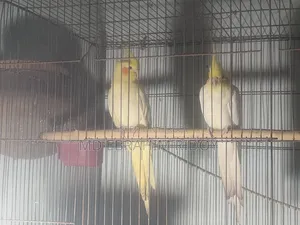 Cockatiel Bird