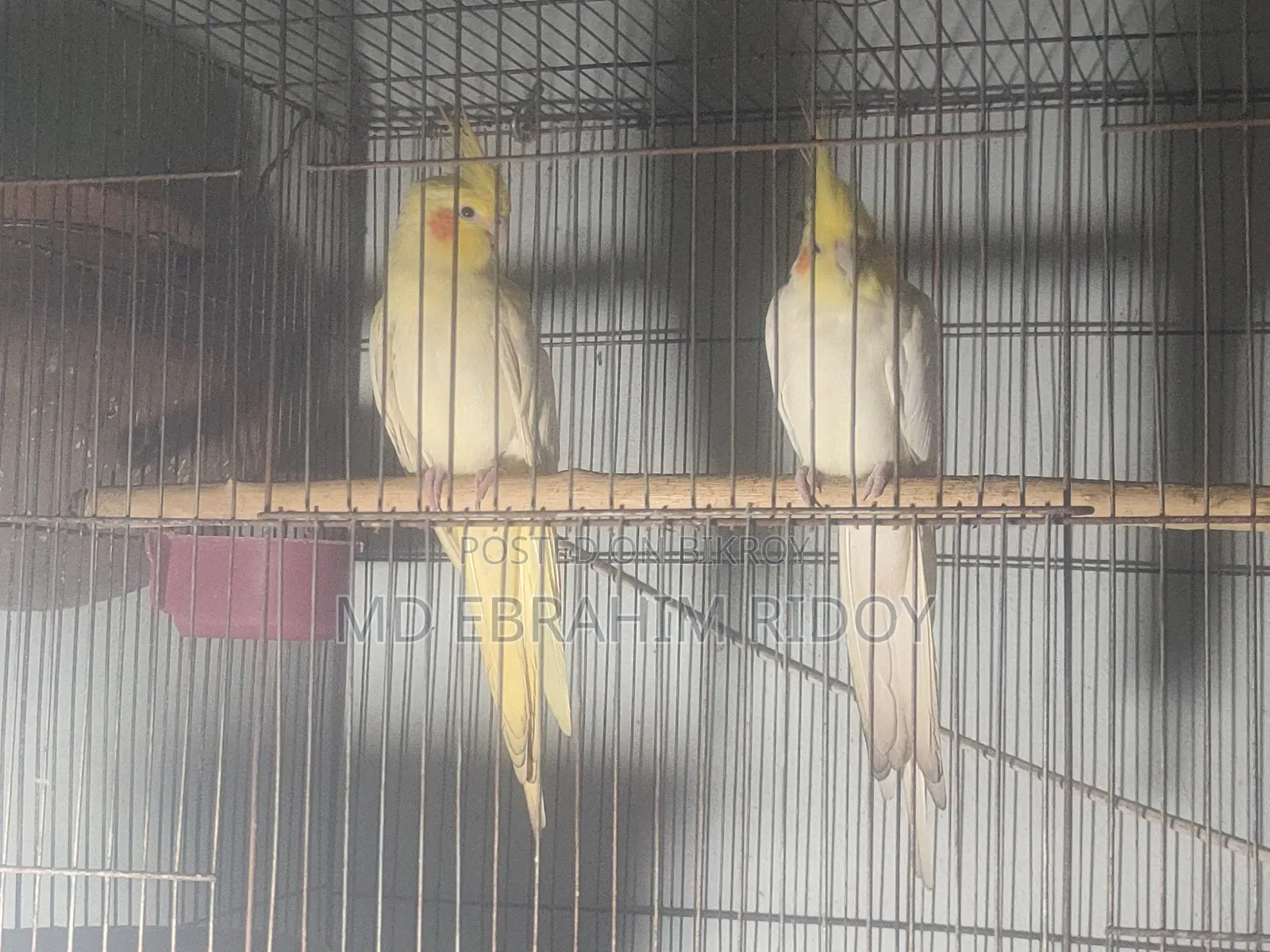 Cockatiel Bird