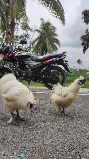 সিল্ক মুরগি