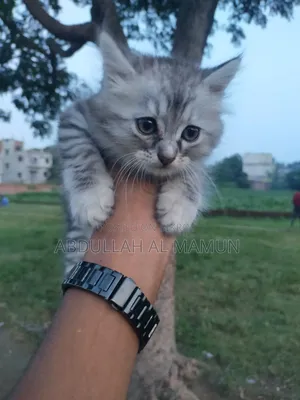 1-3 months Male Mixed Breed Persian