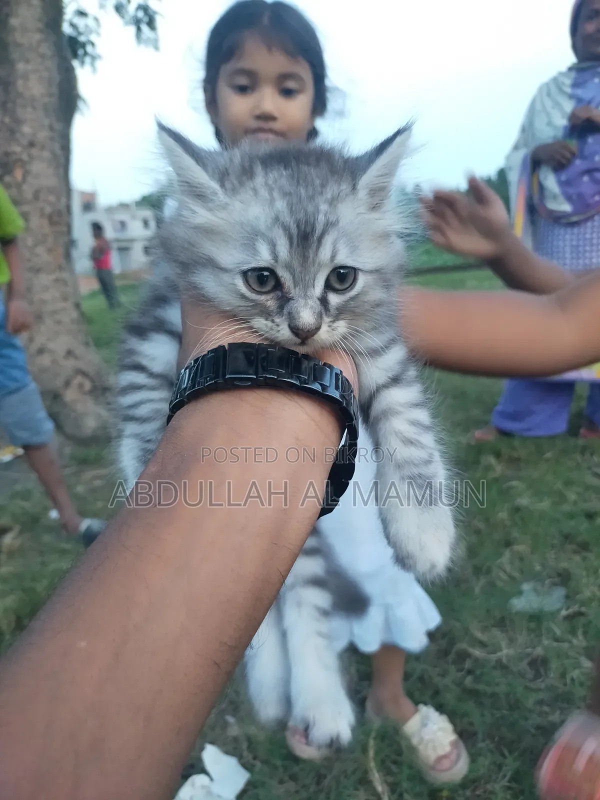 1-3 months Male Mixed Breed Persian