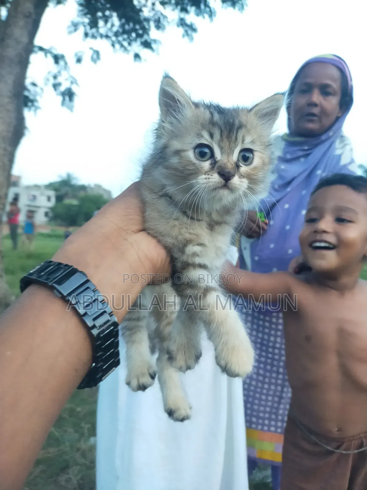 1-3 months Male Mixed Breed Persian