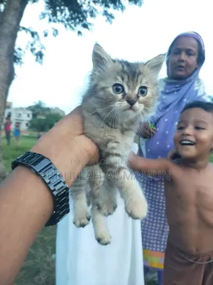 1-3 months Male Mixed Breed Persian