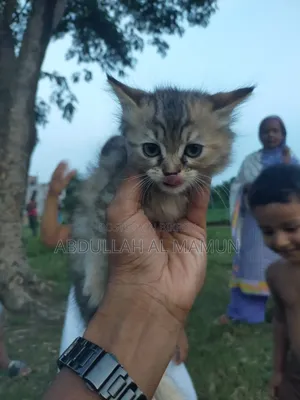 1-3 months Male Mixed Breed Persian