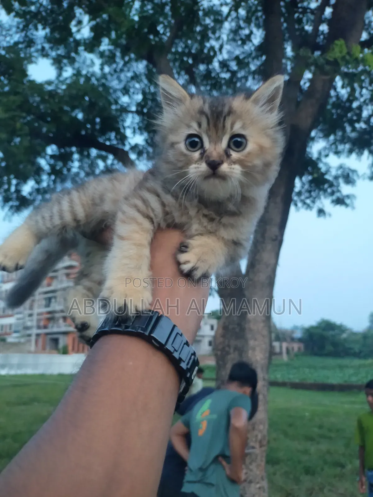 1-3 months Male Mixed Breed Persian