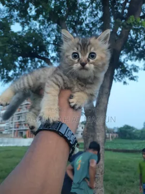 1-3 months Male Mixed Breed Persian