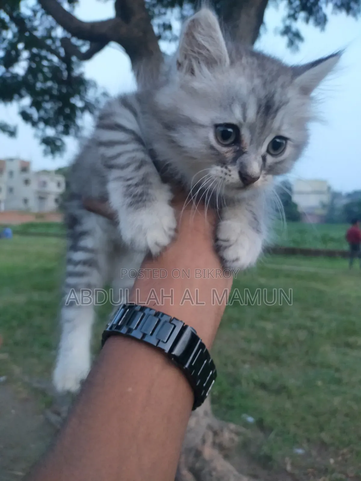 1-3 months Male Mixed Breed Persian