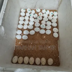 ফাউমি মুরগির বীজ ডিম