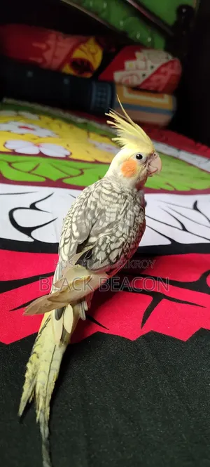 Male Cockatiel Bird